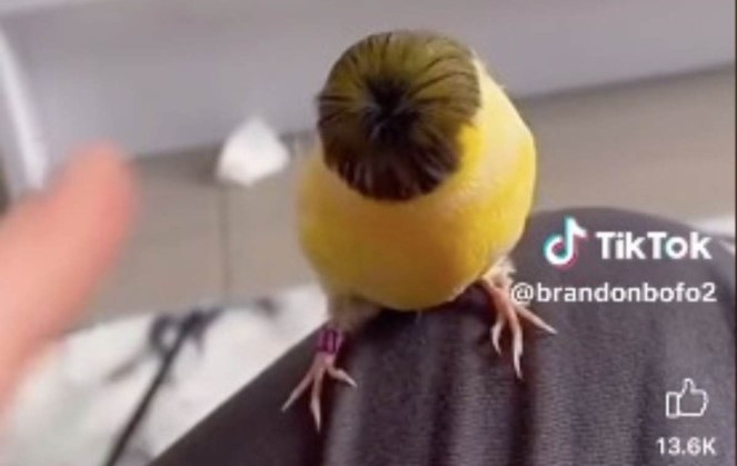 Pájaro luce peinado de Peso Pluma y causa furor en TikTok Zona 3